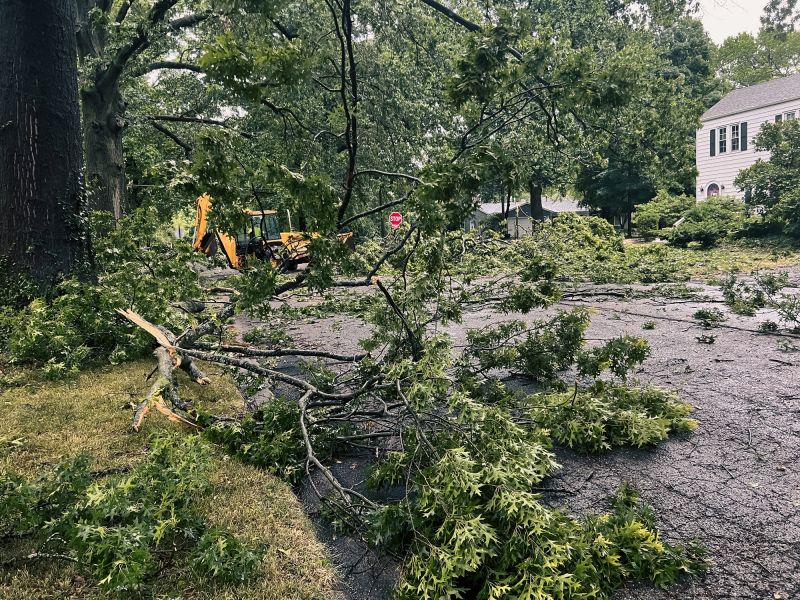 Fallen Tree Blocking Driveway