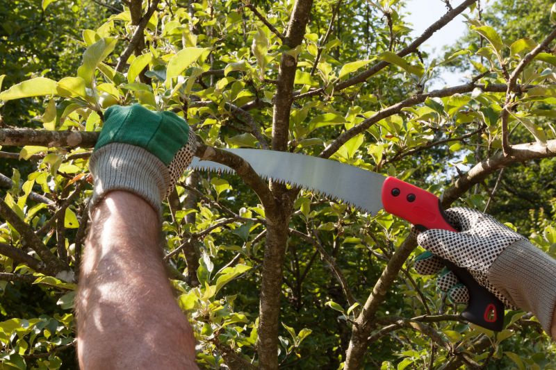 Pine Tree Pruning