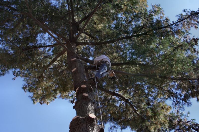 Climber Performing Pruning