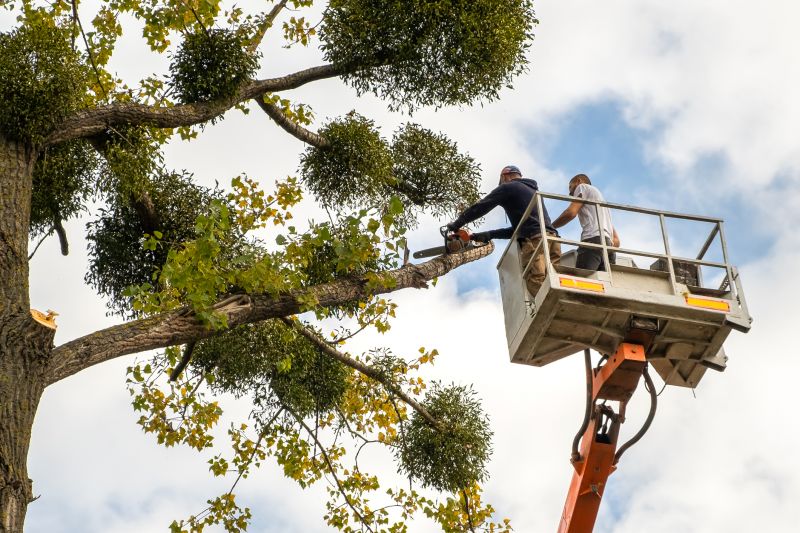 Aesthetic Tree Maintenance