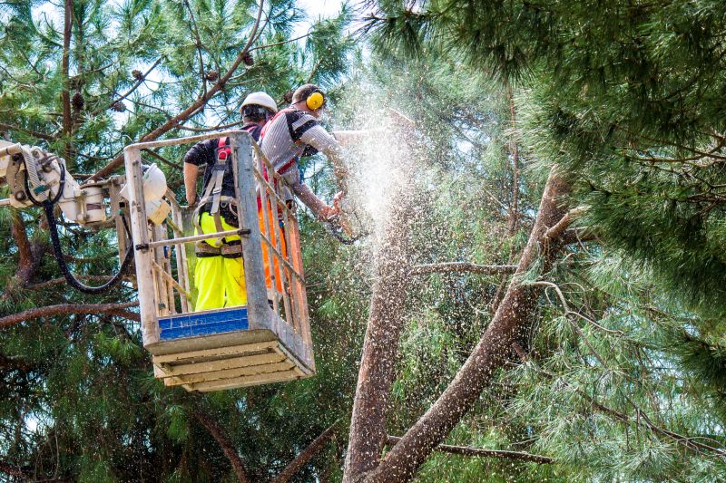 Local Tree Trimming pros at work