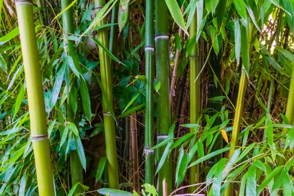 Cost of Bamboo Trimming in Gastonia