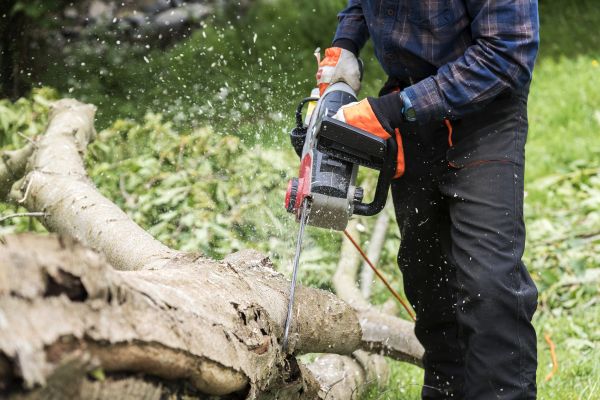 Cost of Branch Removal Service in Gastonia