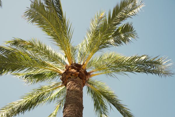 Palm Tree Pruning in Gastonia