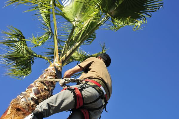 Palm Tree Trimming in Gastonia