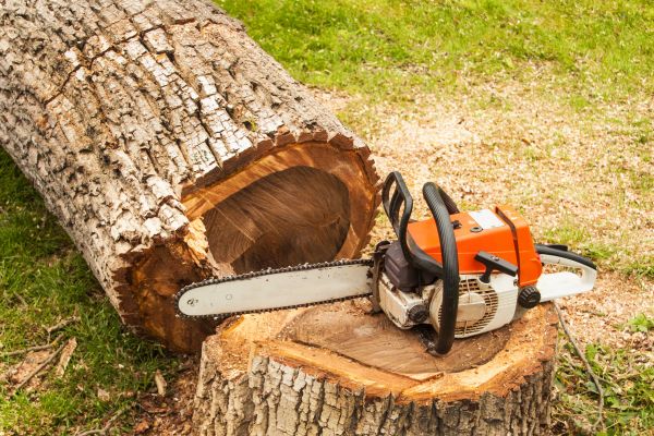 Tree Cutting Service in Gastonia
