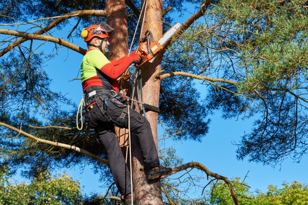 Tree Service in Gastonia
