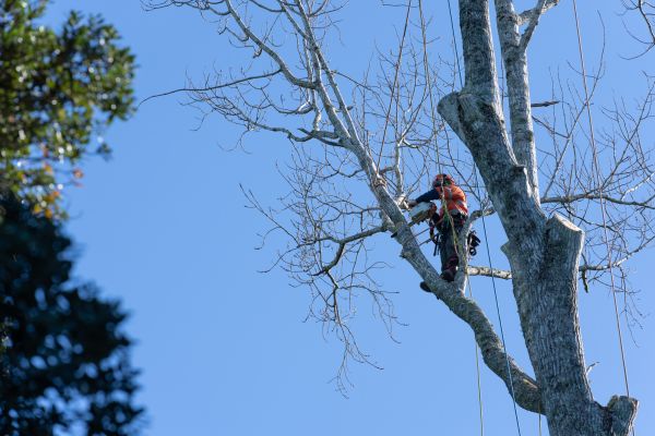 Cost of Tree Topping Service in Gastonia