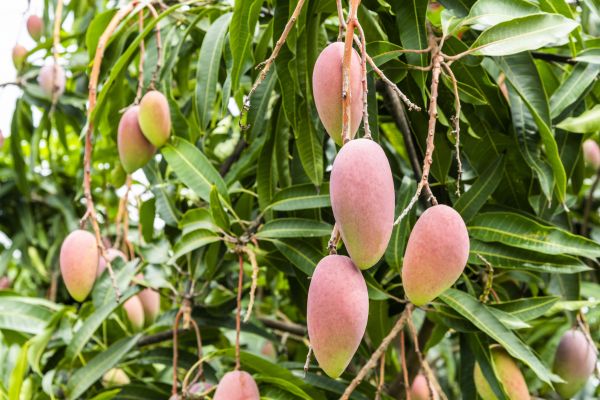 Cost of Mango Tree Trimming in Gastonia