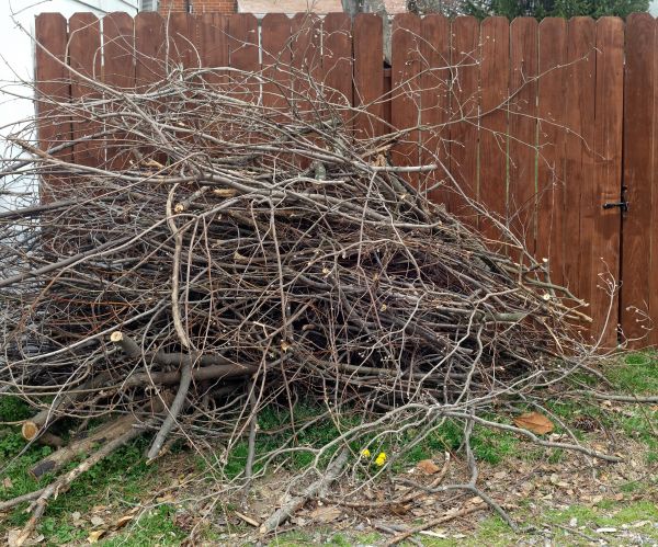 Cost of Dead Branch Removal in Gastonia