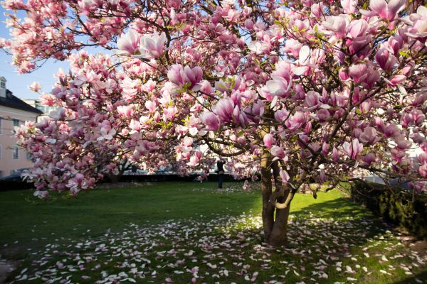 Cost of Ornamental Tree Pruning in Gastonia