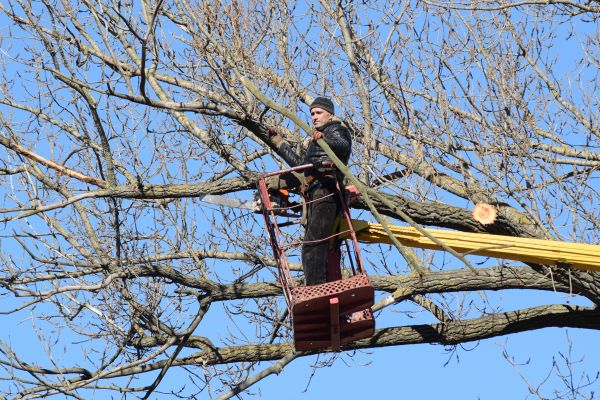 Cost of Emergency Tree Trimming in Gastonia