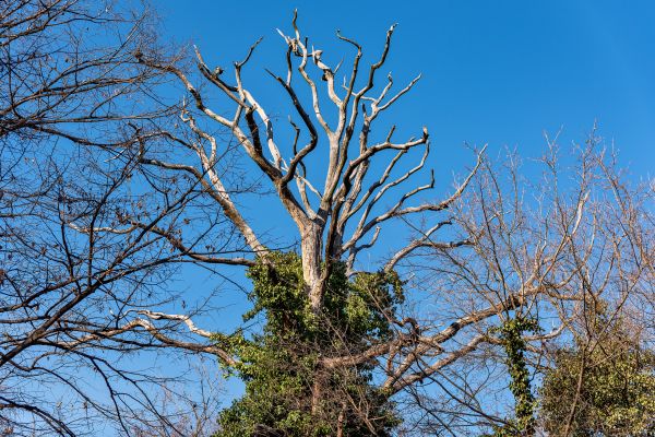 Cost of Deadwood Removal in Gastonia
