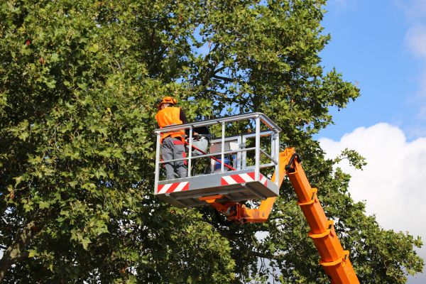 Commercial Tree Service in Gastonia