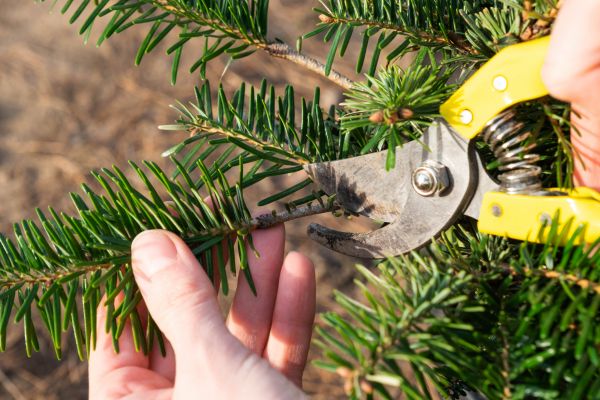 Pine Tree Pruning in Gastonia