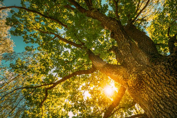 Cost of Oak Tree Pruning in Gastonia