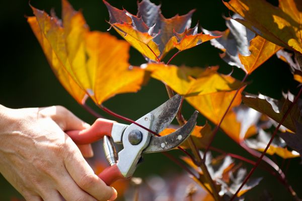 Cost of Maple Tree Pruning in Gastonia