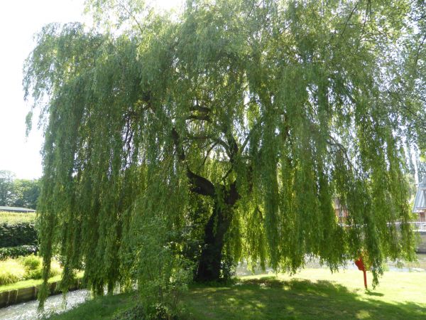Cost of Willow Tree Trimming in Gastonia
