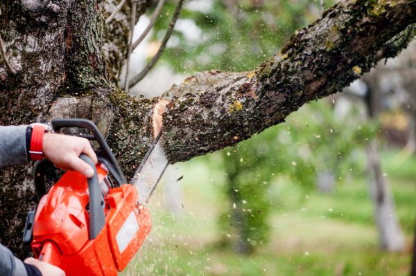 Cost of Tree Limbs Removal in Gastonia