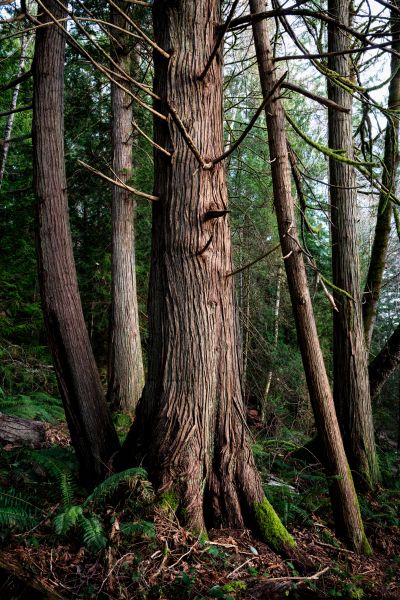 Cost of Cedar Tree Trimming in Gastonia