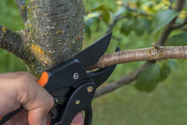 Cost of Tree Limb Cutting in Gastonia