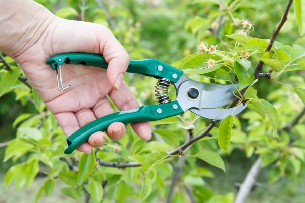 Cost of Pear Tree Pruning in Gastonia