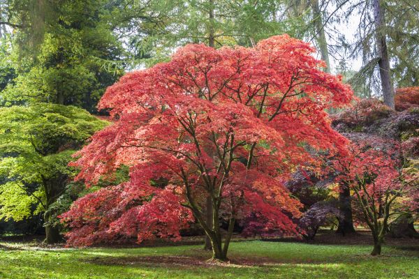 Japanese Maple Pruning in Gastonia