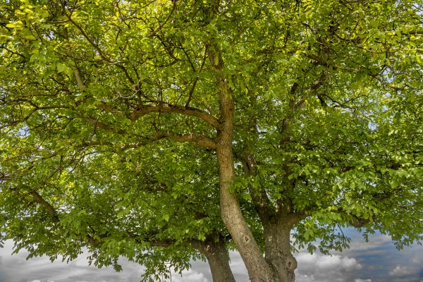 Cost of Walnut Tree Trimming in Gastonia