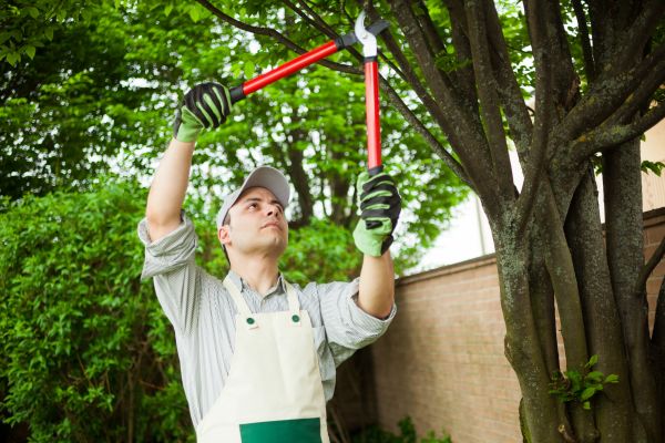 Cost of Tree Limb Pruning in Gastonia