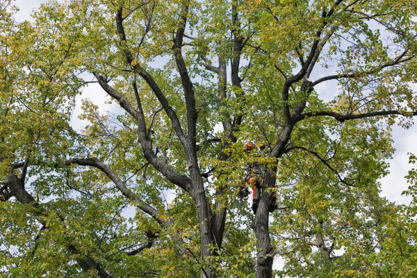 Cost of Tree Crown Shaping in Gastonia