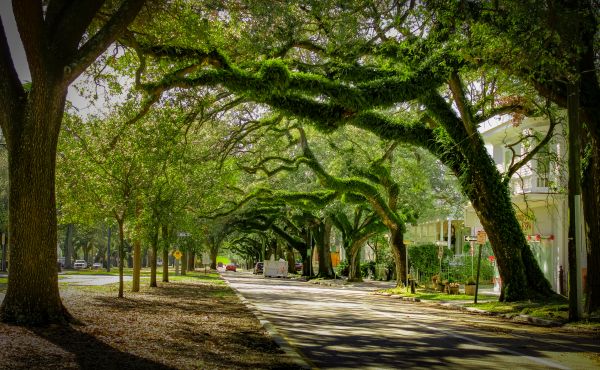 Cost of Tree Canopy Thinning in Gastonia