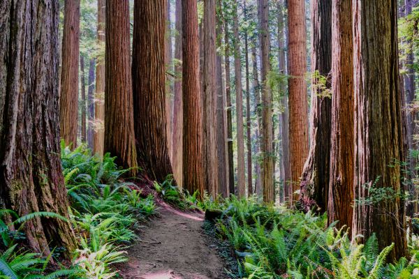 Cost of Redwood Tree Trimming in Gastonia