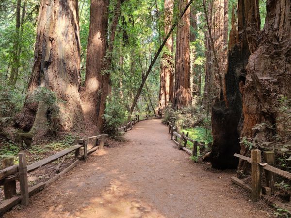 Cost of Redwood Tree Pruning in Gastonia