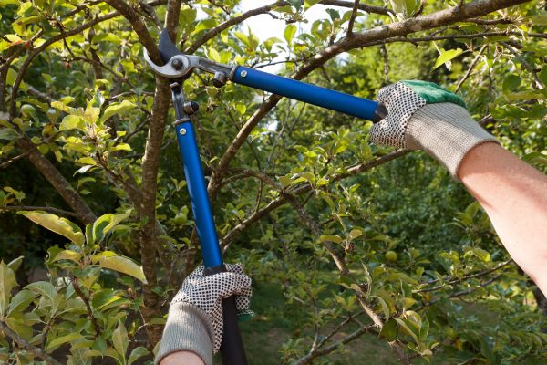 Cost of Residential Tree Pruning in Gastonia