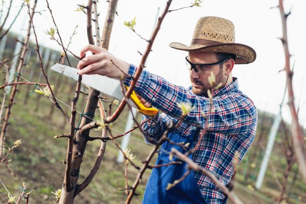 Cost of Orchard Tree Pruning in Gastonia