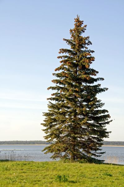 Cost of Spruce Tree Pruning in Gastonia