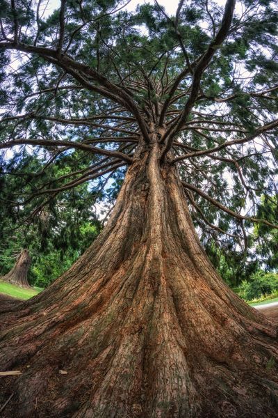Cost of Cedar Tree Pruning in Gastonia