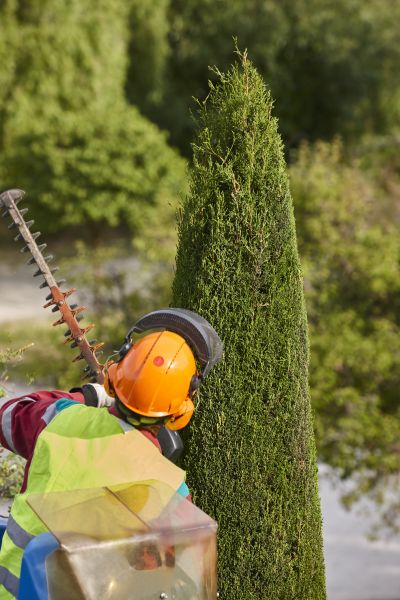 Cost of Cypress Tree Trimming in Gastonia