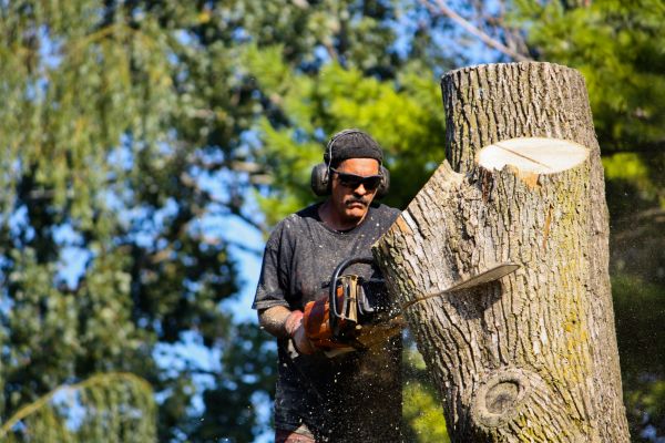 Cost of Ash Tree Pruning in Gastonia