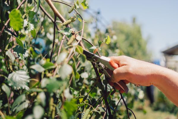 Cost of Birch Tree Pruning in Gastonia