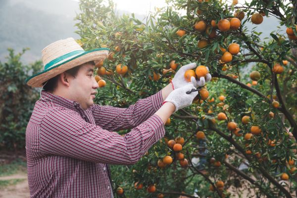 Cost of Orange Tree Pruning in Gastonia
