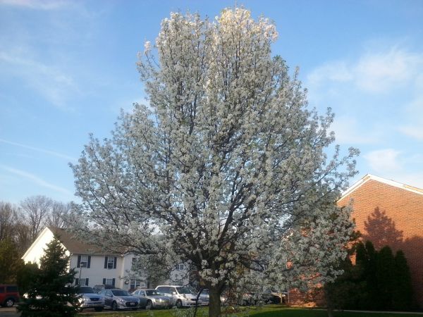 Cost of Bradford Pear Tree Pruning in Gastonia
