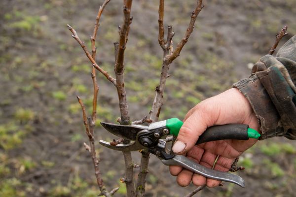 Cost of Pear Trees Pruning in Gastonia