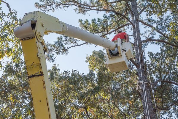 Cost of Limbs Trimming in Gastonia