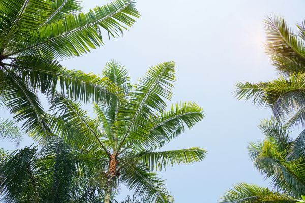 Cost of Queen Palm Tree Trimming in Gastonia