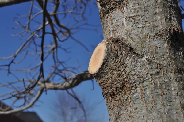 Cost of Limb Pruning in Gastonia