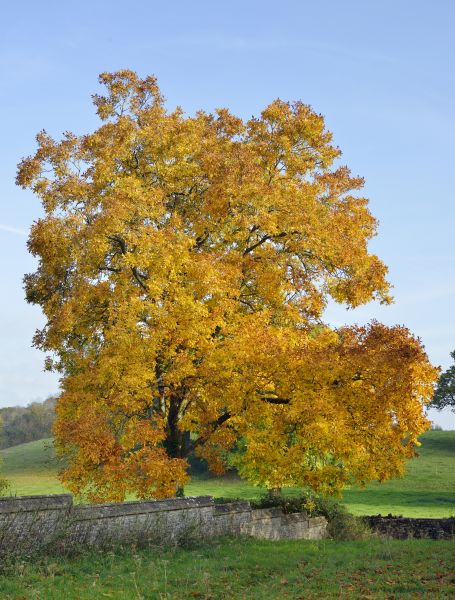 Cost of Hickory Tree Trimming in Gastonia