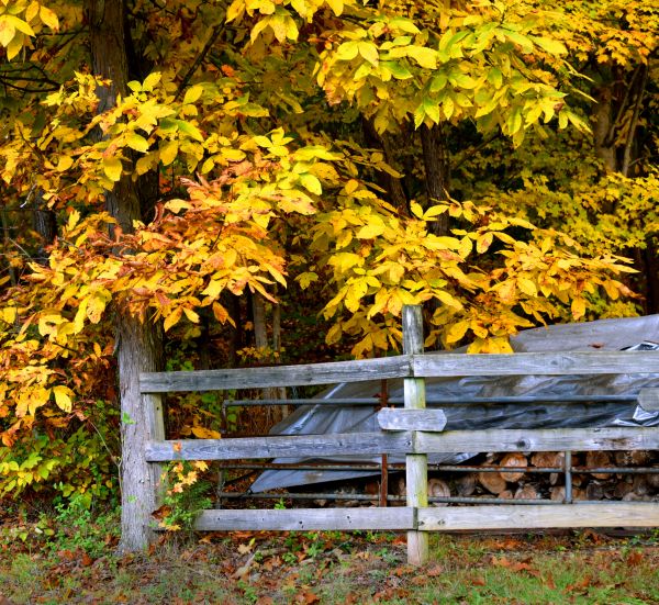 Cost of Hickory Tree Pruning in Gastonia