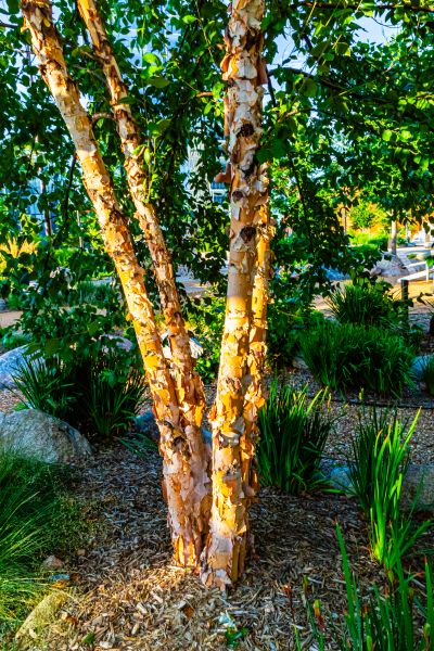 Cost of River Birch Trimming in Gastonia
