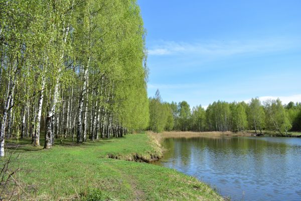 Cost of River Birch Pruning in Gastonia